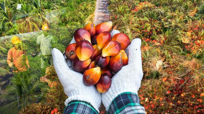 10 Produsen Sawit Terbesar di Indonesia, Siapa Saja Masuk Klub Elit?