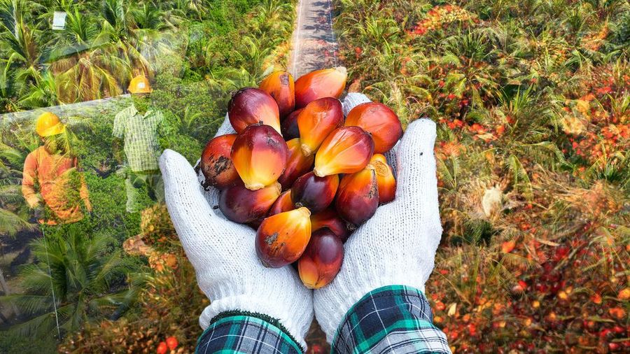 10 Raksasa Sawit dengan Lahan Terluas di RI, Siapa Raja Sebenarnya? 10 Raksasa Sawit dengan Lahan Terluas di RI, Siapa Raja Sebenarnya?