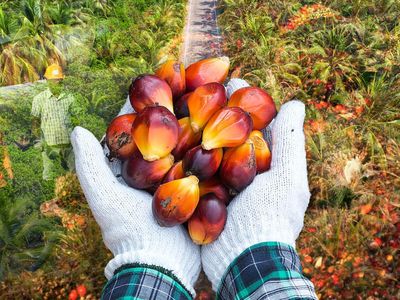 10 Raksasa Sawit dengan Lahan Terluas di RI, Siapa Raja Sebenarnya?