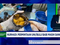 Video: Ini Dia Harta Karun Seafood RI, 3x Lipat Lebih Mahal Dari Tuna