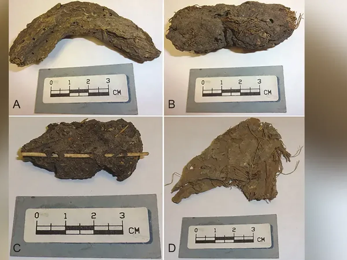 Membongkar Rahasia Penyakit dan Sanitasi Masyarakat Kuno Lewat Kotoran Purba