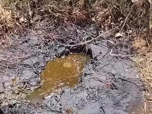 Heboh! Sumber Diduga Minyak Muncul di Nganjuk