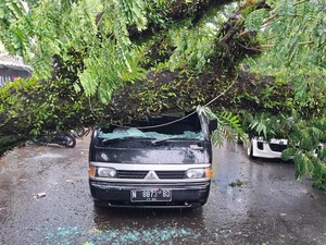 Pohon Tumbang di Malang Timpa Mobil, Satu Warga Terluka