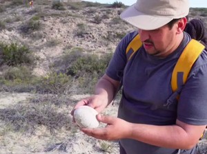 Bentuk Telur Dinosaurus Ini Masih Sempurna Meski Terpendam 70 Juta Tahun