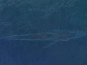 Kemunculan Paus Biru Sepanjang 20 Meter di Laut Gorontalo Hebohkan Warga