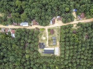 Studi: Perkebunan Kelapa Sawit Tidak Bisa Menggantikan Hutan Tropis