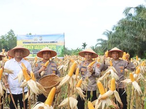 Polres Dumai Panen 1 Ton Jagung Pipil, Dukung Ketahanan Pangan Nasional