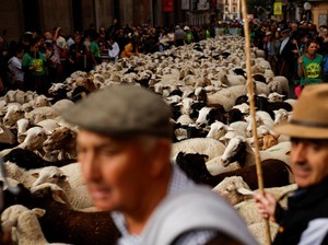 Video Tradisi Transhumance: Ribuan Domba Serbu Jalanan Kota Madrid Spanyol
