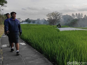 Subak Terancam Punah di Bali, Tantangan Besar Ada di Depan Mata