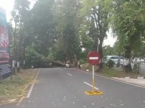Pohon Besar Tumbang Tutup Jalur Wisata Prigen-Pandaan