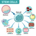 Kenali Stem Cell: Pengobatan Masa Depan Hingga Cara Kerjanya