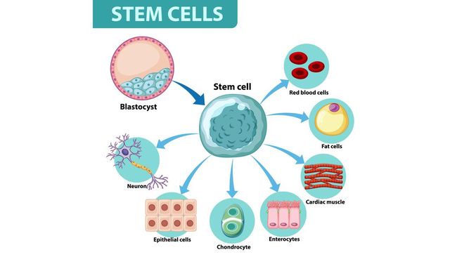 Kenali Stem Cell: Pengobatan Masa Depan Hingga Cara Kerjanya