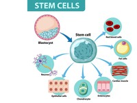 Kenali Stem Cell: Pengobatan Masa Depan Hingga Cara Kerjanya