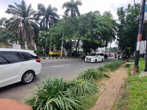 Detik-detik Pohon Tumbang di Pondok Indah Timpa Lexus hingga Pengemudi Tewas