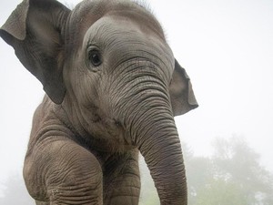 Saat Gajah Mendadak Jadi Model Kontes Kecantikan
