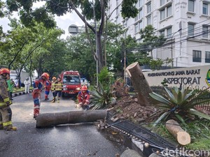 Pohon Tumbang Bikin Lalin di Jalan Surapati Bandung Macet