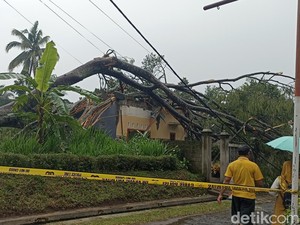 Pohon Sengon Raksasa Tumbang Rusak Rumah Warga Blitar