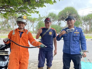 Kagetnya Elin Nyaris Ketimpa Kobra Saat Asyik Nonton Tv
