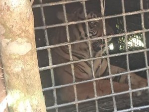 Ada Luka Sobek di Tubuh Harimau yang Masuk Kandang Jerat di Lampung