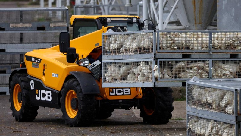 HEALTH-BIRD FLU/GERMANY Seorang spesialis yang mengenakan pakaian pelindung menarik bak berisi burung bangau yang diyakini mati akibat virus flu burung yang sangat menular di tempat berkumpulnya burung-burung migrasi, dekat Linum di utara Berlin, Jerman, 22 Oktober 2025. REUTERS/Annegret Hilse