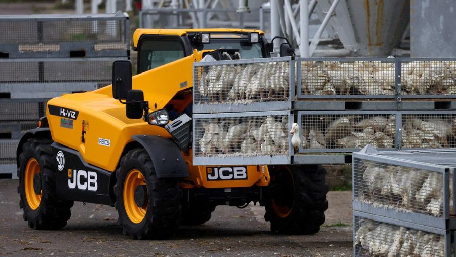 HEALTH-BIRD FLU/GERMANY Seorang spesialis yang mengenakan pakaian pelindung menarik bak berisi burung bangau yang diyakini mati akibat virus flu burung yang sangat menular di tempat berkumpulnya burung-burung migrasi, dekat Linum di utara Berlin, Jerman, 22 Oktober 2025. REUTERS/Annegret Hilse