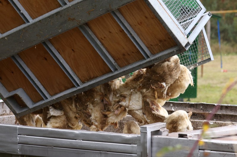 HEALTH-BIRD FLU/GERMANY Seorang spesialis yang mengenakan pakaian pelindung menarik bak berisi burung bangau yang diyakini mati akibat virus flu burung yang sangat menular di tempat berkumpulnya burung-burung migrasi, dekat Linum di utara Berlin, Jerman, 22 Oktober 2025. REUTERS/Annegret Hilse