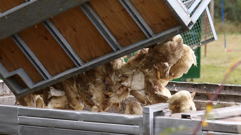 HEALTH-BIRD FLU/GERMANY Seorang spesialis yang mengenakan pakaian pelindung menarik bak berisi burung bangau yang diyakini mati akibat virus flu burung yang sangat menular di tempat berkumpulnya burung-burung migrasi, dekat Linum di utara Berlin, Jerman, 22 Oktober 2025. REUTERS/Annegret Hilse