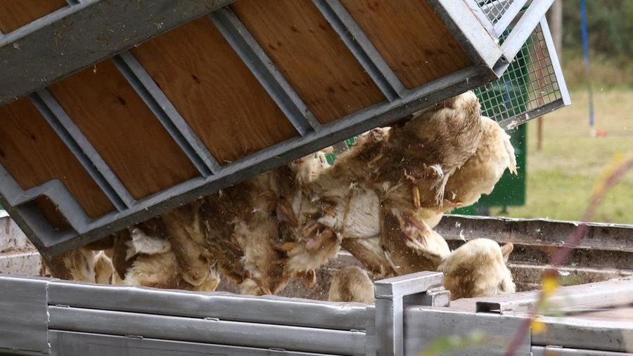HEALTH-BIRD FLU/GERMANY Seorang spesialis yang mengenakan pakaian pelindung menarik bak berisi burung bangau yang diyakini mati akibat virus flu burung yang sangat menular di tempat berkumpulnya burung-burung migrasi, dekat Linum di utara Berlin, Jerman, 22 Oktober 2025. REUTERS/Annegret Hilse