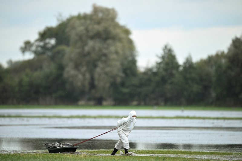 HEALTH-BIRD FLU/GERMANY Seorang spesialis yang mengenakan pakaian pelindung menarik bak berisi burung bangau yang diyakini mati akibat virus flu burung yang sangat menular di tempat berkumpulnya burung-burung migrasi, dekat Linum di utara Berlin, Jerman, 22 Oktober 2025. REUTERS/Annegret Hilse