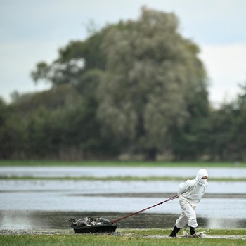Sedih.. Potret 130.000 Burung Dimusnahkan di Jerman, Ayam-Bebek Kena
