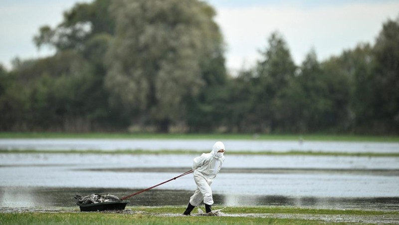 HEALTH-BIRD FLU/GERMANY Seorang spesialis yang mengenakan pakaian pelindung menarik bak berisi burung bangau yang diyakini mati akibat virus flu burung yang sangat menular di tempat berkumpulnya burung-burung migrasi, dekat Linum di utara Berlin, Jerman, 22 Oktober 2025. REUTERS/Annegret Hilse