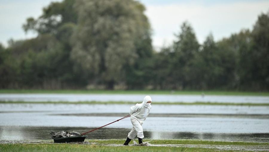 HEALTH-BIRD FLU/GERMANY Seorang spesialis yang mengenakan pakaian pelindung menarik bak berisi burung bangau yang diyakini mati akibat virus flu burung yang sangat menular di tempat berkumpulnya burung-burung migrasi, dekat Linum di utara Berlin, Jerman, 22 Oktober 2025. REUTERS/Annegret Hilse