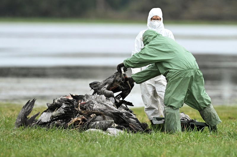 HEALTH-BIRD FLU/GERMANY Seorang spesialis yang mengenakan pakaian pelindung menarik bak berisi burung bangau yang diyakini mati akibat virus flu burung yang sangat menular di tempat berkumpulnya burung-burung migrasi, dekat Linum di utara Berlin, Jerman, 22 Oktober 2025. REUTERS/Annegret Hilse