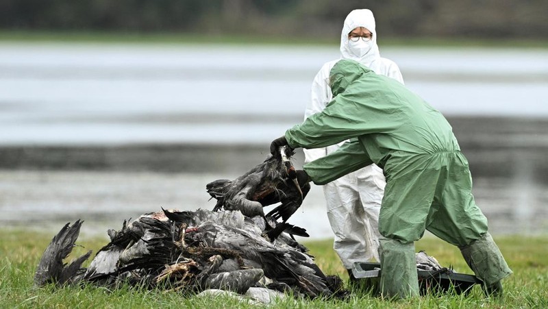 HEALTH-BIRD FLU/GERMANY Seorang spesialis yang mengenakan pakaian pelindung menarik bak berisi burung bangau yang diyakini mati akibat virus flu burung yang sangat menular di tempat berkumpulnya burung-burung migrasi, dekat Linum di utara Berlin, Jerman, 22 Oktober 2025. REUTERS/Annegret Hilse