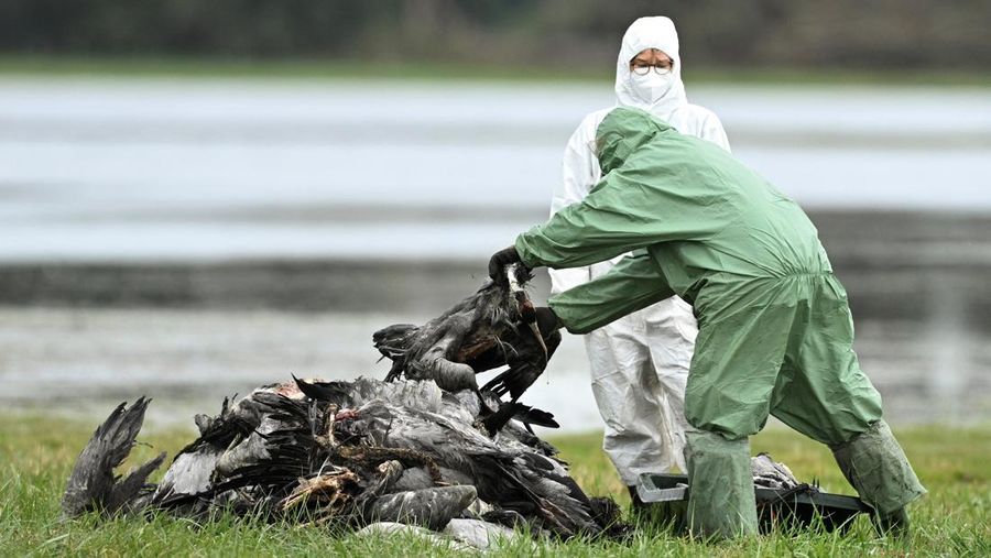 HEALTH-BIRD FLU/GERMANY Seorang spesialis yang mengenakan pakaian pelindung menarik bak berisi burung bangau yang diyakini mati akibat virus flu burung yang sangat menular di tempat berkumpulnya burung-burung migrasi, dekat Linum di utara Berlin, Jerman, 22 Oktober 2025. REUTERS/Annegret Hilse