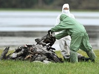 Waspada! Virus Ini Bisa Picu Pandemi Lebih Parah dari COVID
