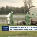 Video: Jerman Dilanda Flu Burung, Ratusan Ribu Binatang Dimusnahkan