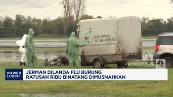 Video: Jerman Dilanda Flu Burung, Ratusan Ribu Binatang Dimusnahkan