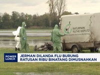 Video: Jerman Dilanda Flu Burung, Ratusan Ribu Binatang Dimusnahkan