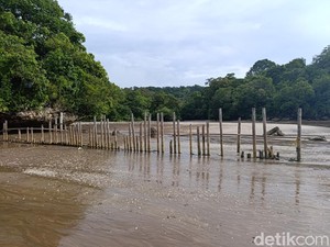 6 Fakta Kukang Jawa-Kucing Hutan di Pangandaran Terancam Punah