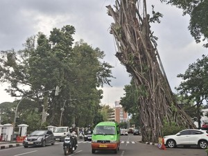Banyak Pohon Rawan Tumbang di Bogor, Walkot Minta Warga Waspada