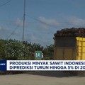 Video: Lahan Bermasalah, Produksi Minyak Sawit 2026 Diramal Turun 5%