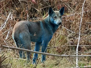3 Anjing Biru Berkeliaran di Area Terlarang Bencana Nuklir Chernobyl