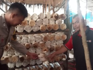Perkuat Pangan Lokal, Bhabin di Dumai Sukses Dampingi Budidaya Jamur-Cabai