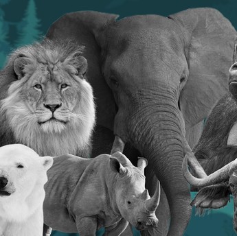 Ini Hewan Terkuat di Dunia, Punya Otot Ratusan Ribu