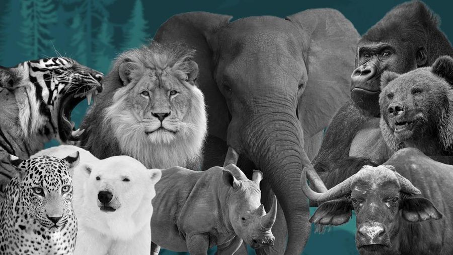 Ini Hewan Terkuat di Dunia, Punya Otot Ratusan Ribu