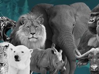 Ini Hewan Terkuat di Dunia, Punya Otot Ratusan Ribu