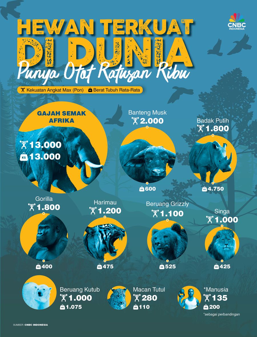 Ini Hewan Terkuat di Dunia, Punya Otot Ratusan Ribu Ini Hewan Terkuat di Dunia, Punya Otot Ratusan Ribu
