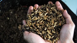 Berminat Pelihara Belatung Maggot? Ini Tips Biar Glowing dan Tak Bau