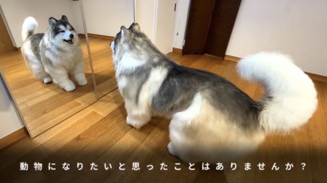 Pria Jepang Jalani Hidup Jadi Anjing, Kini Buka Kebun Binatang Khusus